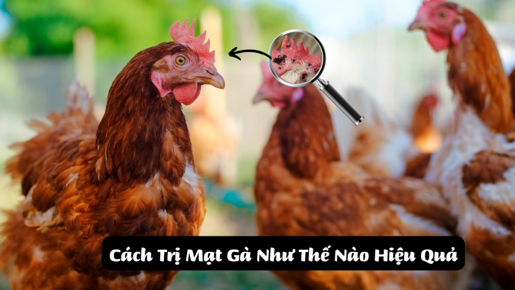 Cách Trị Mạt Gà Như Thế Nào Hiệu Quả Nhất Không Bị Lại