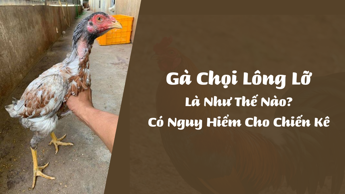 Gà Chọi Lông Lỡ Là Như Thế Nào? Có Nguy Hiểm Cho Chiến Kê