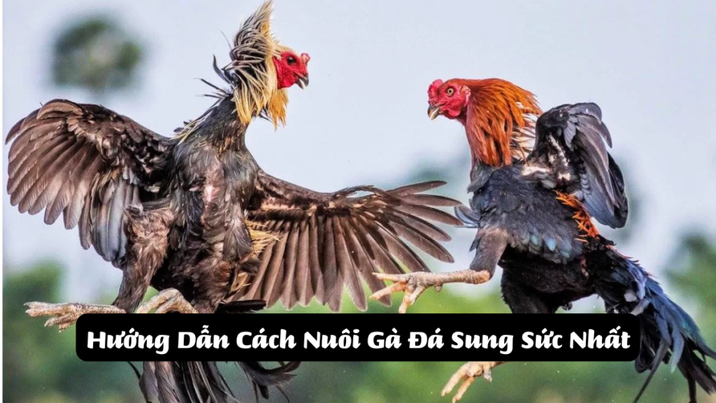 Hướng Dẫn Cách Nuôi Gà Đá Sung Sức Nhất