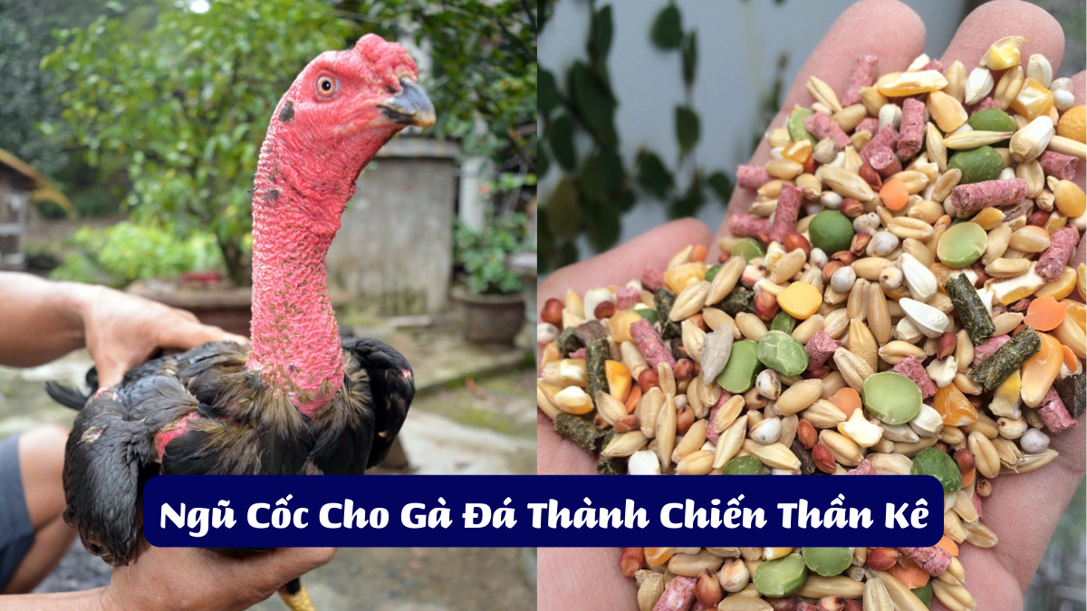 Ngũ Cốc Cho Gà Đá Thành Chiến Thần Kê